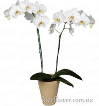 Орхидея Фаленопсис белая